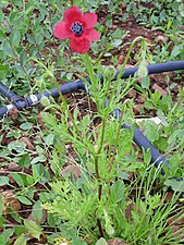 Bastard-Mohn (Papaver hybridum)