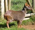 Pudú in Chile