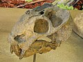 Skull of Dicynodon, a dicynodont.