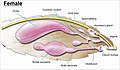 Image 16The female genitalia of Lepidoptera (from Insect reproductive system)