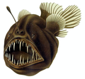 Image 19Humpback anglerfish (from Deep-sea fish)