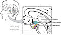 Lateral view of hypothalamus–pituitary complex