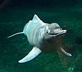 Amazon river dolphin