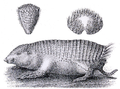 greater fairy armadillo