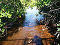 Mangrove, Caye Caulker Forest Reserve