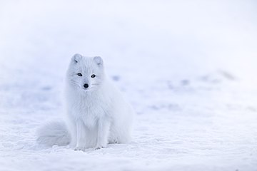 Arctic fox Vulpes lagopus