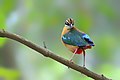 Image 22The Indian pitta (Pitta brachyura) is a passerine bird native to the Indian subcontinent. It inhabits scrub jungle, deciduous and dense evergreen forest. The pictured specimen was photographed at Bhawal National Park. Photo Credit: Md shahanshah bappy