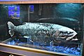 The Yokozuna slickhead is the largest known bathypelagic bony fish, at over 250 centimeters in length.[56]