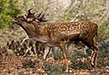 Persian fallow deer