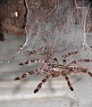 Poecilotheria regalis