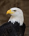 A bald eagle in February 2012.