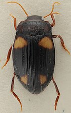 Barretthydrus tibialis el la Dytiscidae