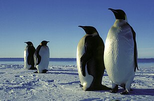 Emperor penguins