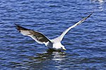 Thumbnail for File:Larus californicus Palo Alto May 2011 001.jpg