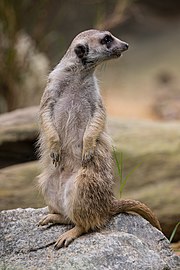 Standing Suricata suricatta (meerkat) looking behind