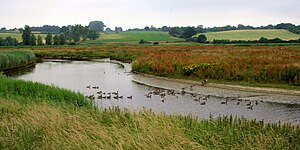 Wildfowl on River Stour