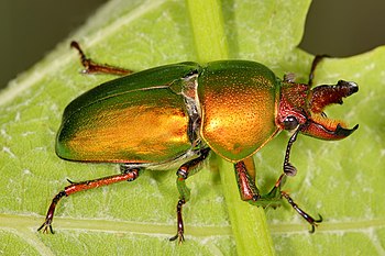 Golden stag beetle