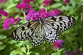 Paper Kite - dorsal view