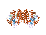 2noa: The structure of deoxycytidine kinase complexed with lamivudine and ADP.