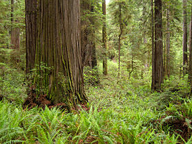 Jedediah Smith Redwoods State Park