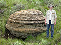 Concretion from the Cretaceous of western South Dakota.