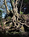 Exposed roots on the bank of a holloway, Witley, Surrey