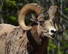 大角羊（Ovis canadensis）的角