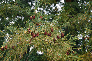 Foliage and cones, Mount Tamalpais, Marin Co.