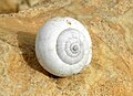 Sphincterochila boissieri, a terrestrial snail native to the Negev. Diameter is 2.1 centimeters.