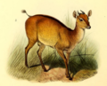 Ogilby's duiker