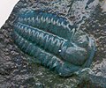 Trilobit, cu o lungime de 1,5 cm