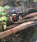 Thumbnail for File:Wattled Jacana Shedd Aquarium.jpg