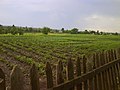 A typical vegetable garden along the Bakhmutka River in Siversk