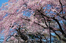 Árbol de Sakura (cerezo japonés) de color rosado claro