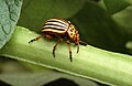 O canyuelo u cuca d'as trunfas (Leptinotarsa decemilenata), una especie que fa pestes en l'agricultura.