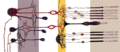 Axial organization of the retina