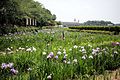 北潟湖花菖蒲園