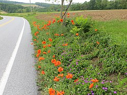 Roadside flowers in Airville