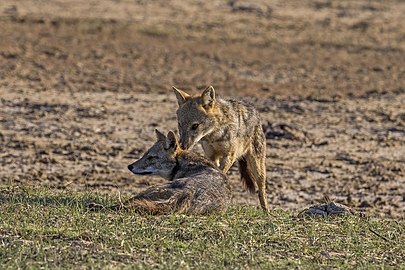 male grooming female