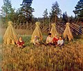 Récolte, photographie de 1909 de Prokoudine-Gorski