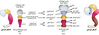 Simple drawing of the lateral view of the three primary vesicle stage of the three to four week old embryo shown in different colors, and the five secondary vesicle stage of the five week old embryo shown in different colors and a lateral view of this