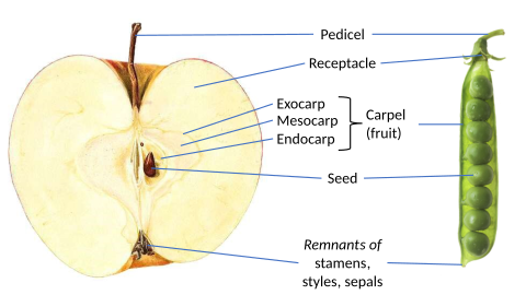 Anatomy of apple pome compared to a pea pod. Botanically, a fruit is derived from a carpel; apples normally have five carpels, while a pea pod is a single carpel. The flesh of the apple is derived from the swollen receptacle that surrounds the carpels.