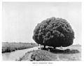 Turkestan Elm near Samarkand, early 20th century