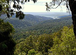 Scheinbuchen-Regenwald auf Stewart Island