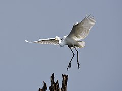 Inter Egret Descending Tree Kabini Apr22 D72 23600.jpg