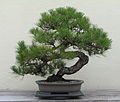 Japanese Black Pine