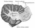 Cerebellum of the Human Brain