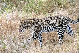 Báo ở Serengeti, Tanzania