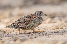 Turnix varius - Castlereigh nature reserve