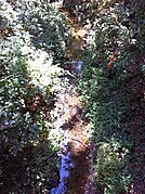 Perennial sections on the West Fork Permanente Creek persist through autumn in medium rainfall years, seen here in September 2011.